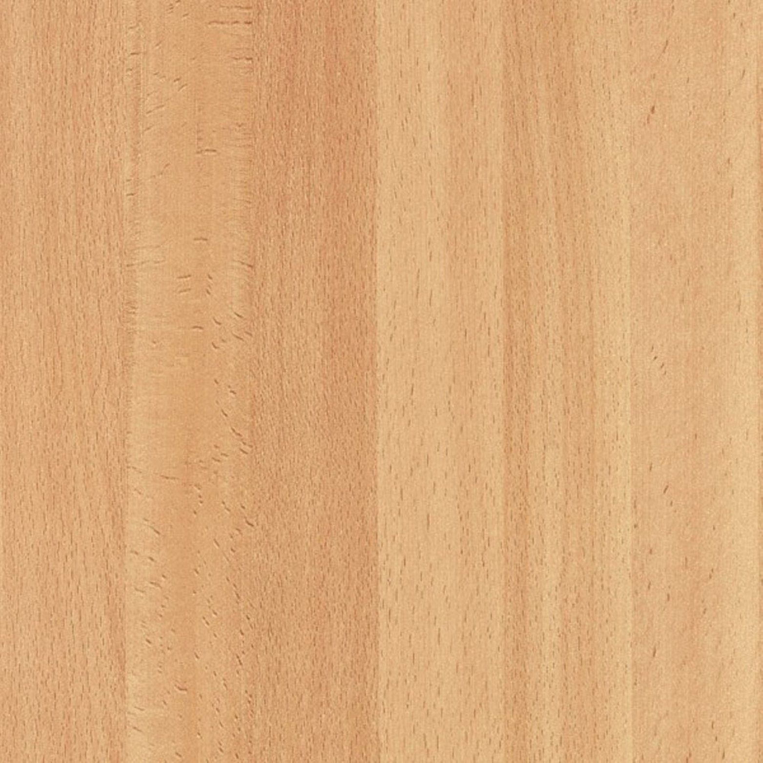 Tyrolean Beech